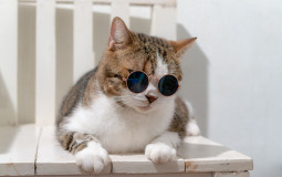 Geriausi Lietuvos Streameriai