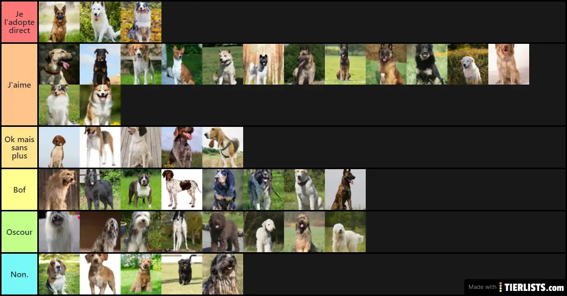 Race de chiens