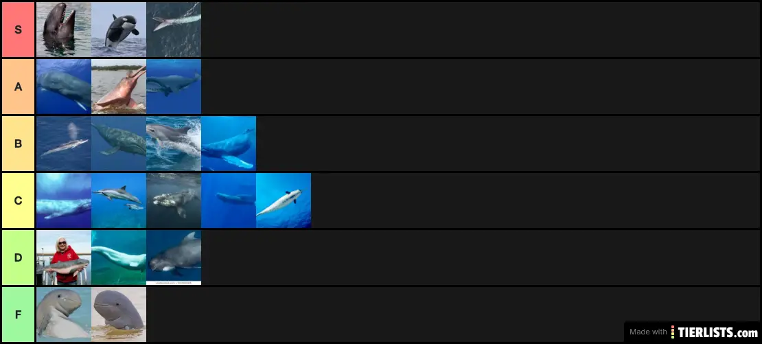 Whales creator list